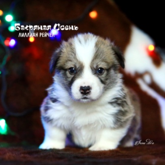 Купить щенка Вельш Корги Пемброк помета Л-3 2020 года 