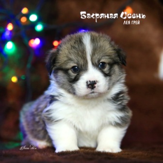 Купить щенка Вельш Корги Пемброк помета Л-4 2020 года 