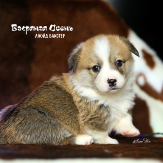 Купить щенка Вельш Корги Пемброк помета Л-7 2020 года 