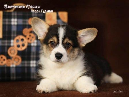 Щенки Вельш Корги Пемброк помета Л-1 конца 2022 года в питомнике Багряная осень