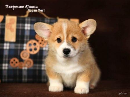 Щенки Вельш Корги Пемброк помета Л-3 конца 2022 года в питомнике Багряная осень