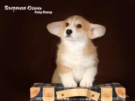 Щенки Вельш Корги Пемброк помета Л-4 конца 2022 года в питомнике Багряная осень