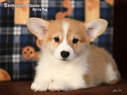 Щенки Вельш Корги Пемброк помета Л-5 конца 2022 года в питомнике Багряная осень
