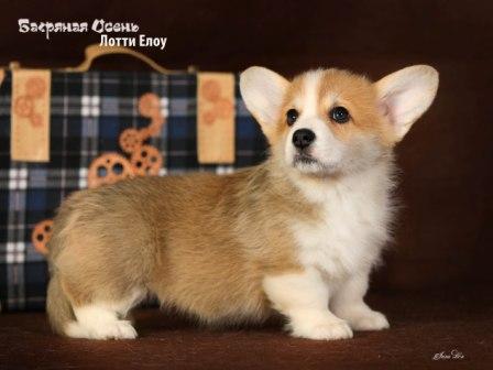 Щенки Вельш Корги Пемброк помета Л-6 конца 2022 года в питомнике Багряная осень