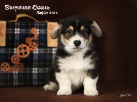 Щенки Вельш Корги Пемброк помета Л-7 конца 2022 года в питомнике Багряная осень