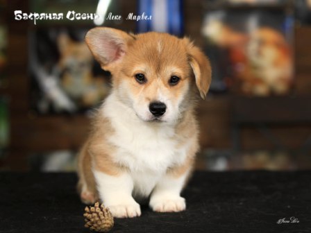 Щенки Вельш Корги Пемброк помета литер Л-1 2022 года