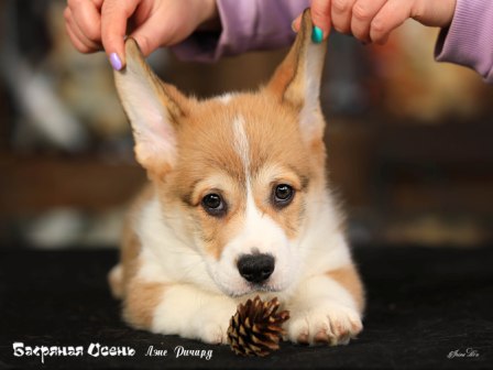 Щенки Вельш Корги Пемброк помета литер Л-2 2022 года