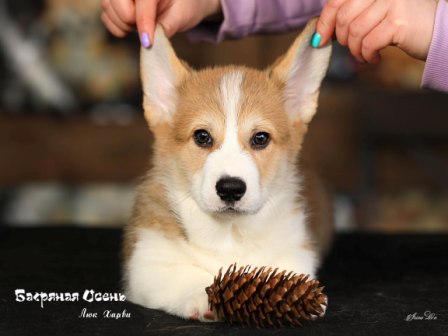 Щенки Вельш Корги Пемброк помета литер Л-3 2022 года