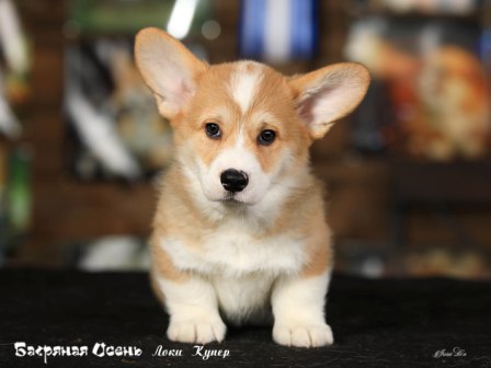 Щенки Вельш Корги Пемброк помета литер Л-5 2022 года