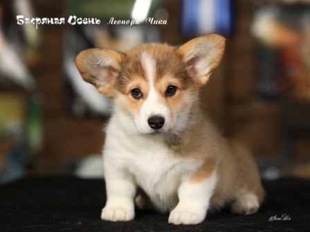 Щенки Вельш Корги Пемброк помета литер Л-6 2022 года