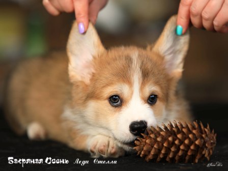 Щенки Вельш Корги Пемброк помета литер Л-7 2022 года