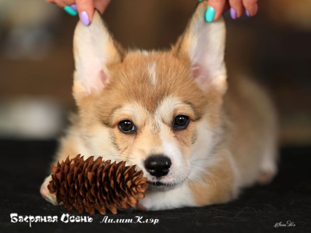 Щенки Вельш Корги Пемброк помета литер Л-8 2022 года