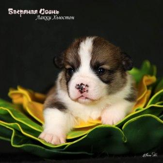 Щенки Вельш Корги Пемброк помета 2024 года литер Л-1