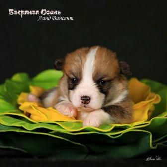 Щенки Вельш Корги Пемброк помета 2024 года литер Л-2