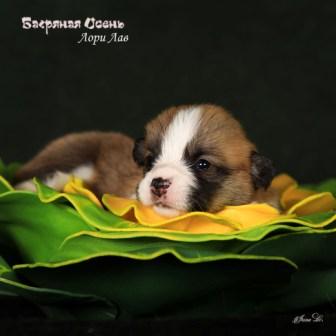 Щенки Вельш Корги Пемброк помета 2024 года литер Л-4