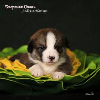 Щенки Вельш Корги Пемброк помета 2024 года литер Л-5