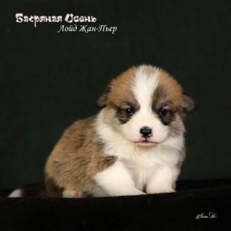 Щенки Вельш Корги Пемброк помета 2024 года литер Л-6