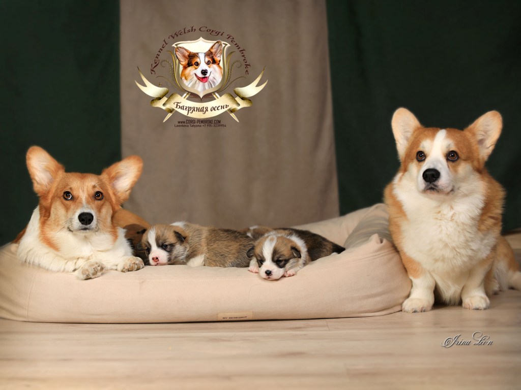 Презентация помета Вельш Корги Пемброк литер Л 2024 года