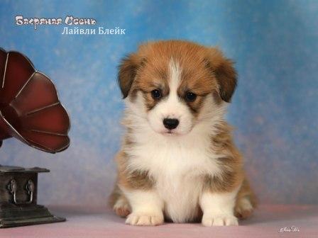 Щенки Вельш Корги Пемброк помета Л 2025 года - Лайвли Блейк