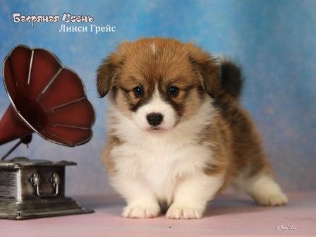 Щенки Вельш Корги Пемброк помета Л 2025 года - Линси Грейс