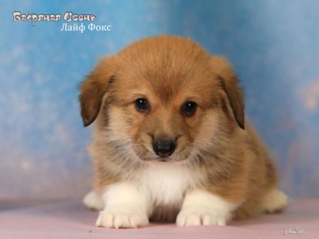 Щенки Вельш Корги Пемброк помета Л 2025 года - Лайф Фокс