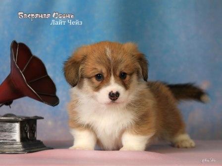 Щенки Вельш Корги Пемброк помета Л 2025 года - Лайт Чейз