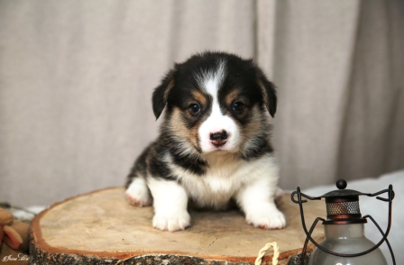 Багряная осень. Щенки литер М-1.