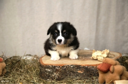 Багряная осень. Щенки помета литер М-2.