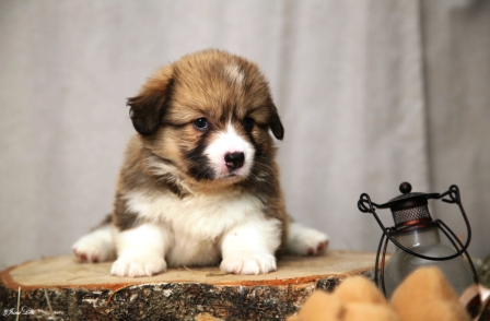 Багряная осень. Щенки помета литер М-3.