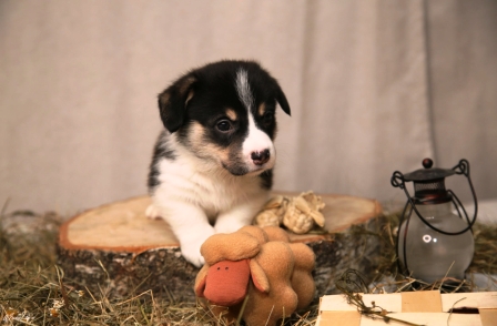 Багряная осень. Щенки помета литер М-4.