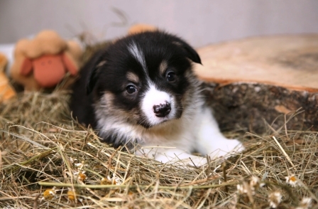 Багряная осень. Щенки помета литер М-6.