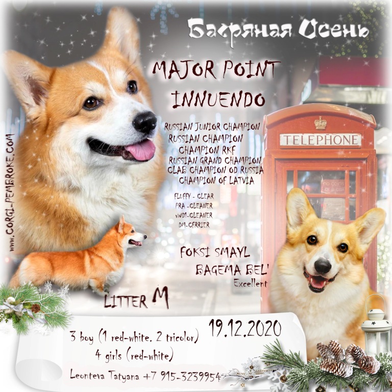 Презентация Вельш Корги Пемброк помета М 2020 года