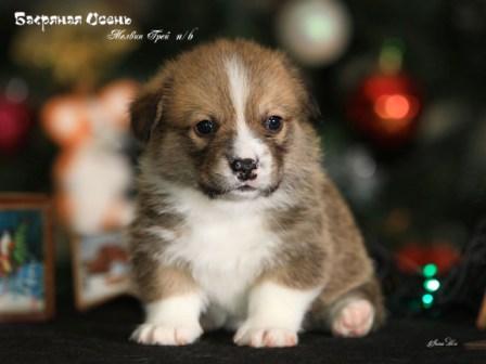 Щенки помета М-2 Вельш Корги Пеемброк осени 2022 года