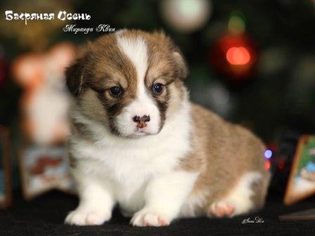 Щенки помета М-3 Вельш Корги Пеемброк осени 2022 года