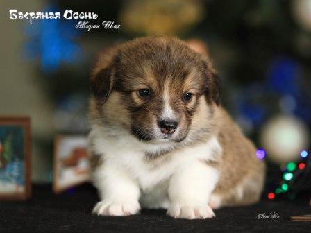 Щенки помета М-5 Вельш Корги Пеемброк осени 2022 года