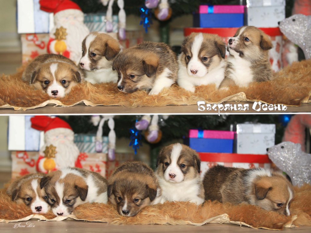 Презентация помета М Вельш Корги  Пемброк осени 2022 года