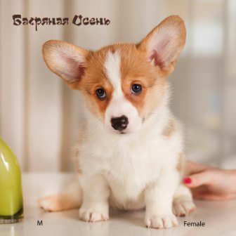 Щенки Вельш Корги Пемброк помета литер М-2 2022 года.