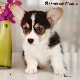 Щенки Вельш Корги Пемброк помета литер М-3 2022 года.