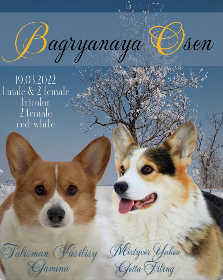 Презентация помета литер М Вельш Корги Пемброк 2022 года.