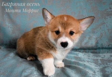 Щенки Вельш Корги Пемброк помета 2024 года литер М-3