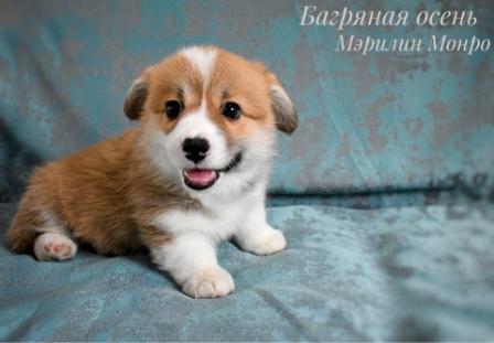 Щенки Вельш Корги Пемброк помета 2024 года литер М-4