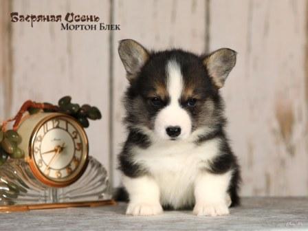 Щенки Вельш Корги Пемброк помета 2025 года литер М - Мортон Блэк