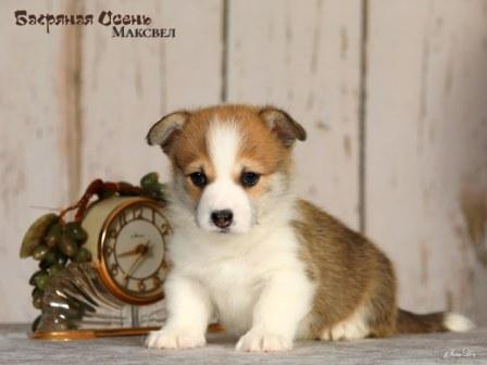 Щенки Вельш Корги Пемброк помета 2025 года литер М - Максвел