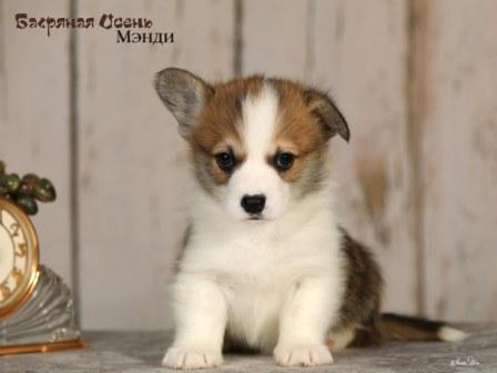 Щенки Вельш Корги Пемброк помета 2025 года литер М - Мэнди