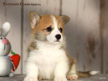 Щенки Вельш Корги Пемброк помета 2025 года литер М - Мирта