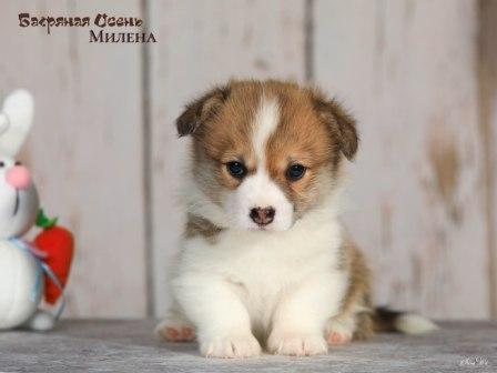 Щенки Вельш Корги Пемброк помета 2025 года литер М - Милена