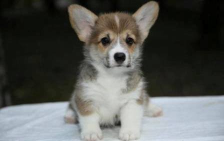 Багряная осень. Щенок помета n-1.