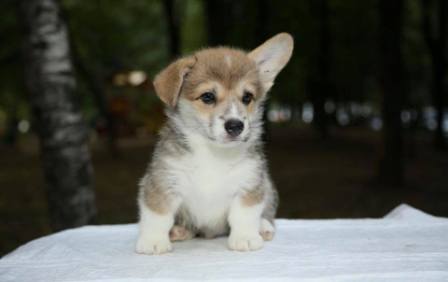 Багряная осень. Щенок помета n-2.