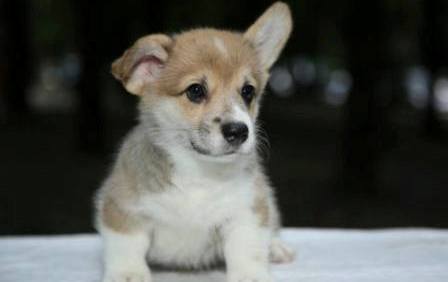 Багряная осень. Щенок помета n-3.