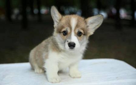 Багряная осень. Щенок помета n-4.